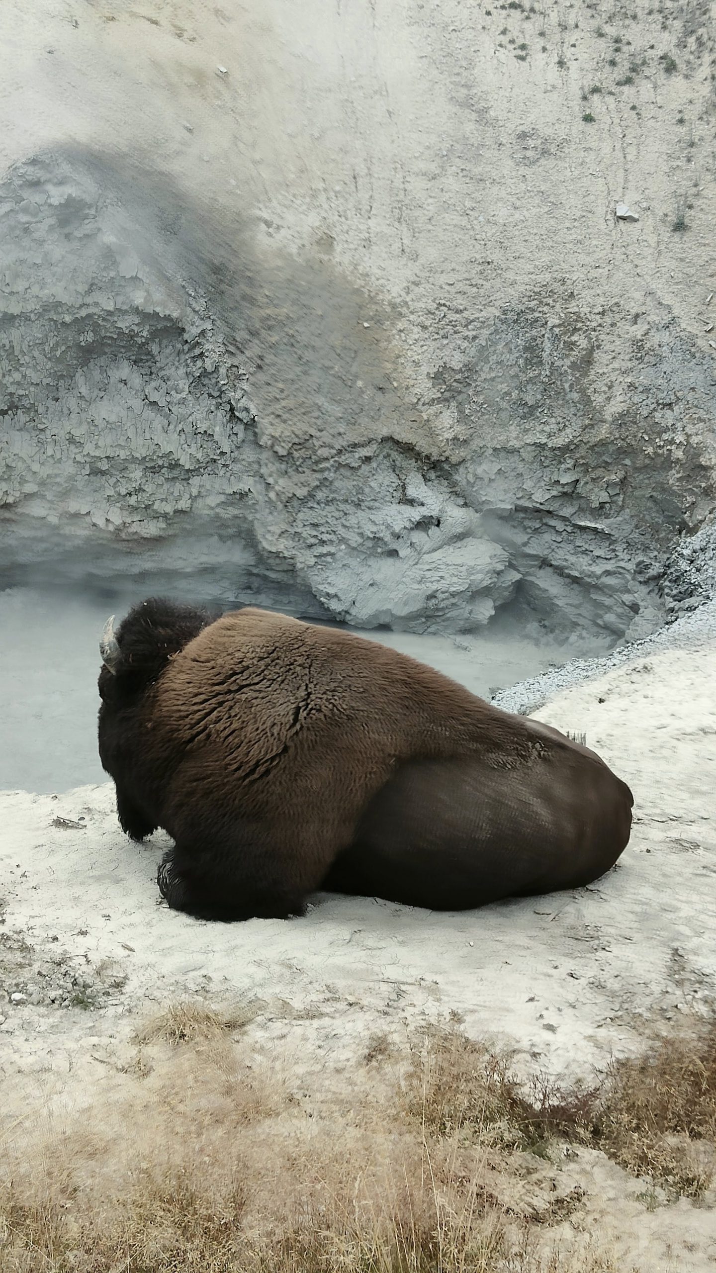 Bison sur Mud Volcano