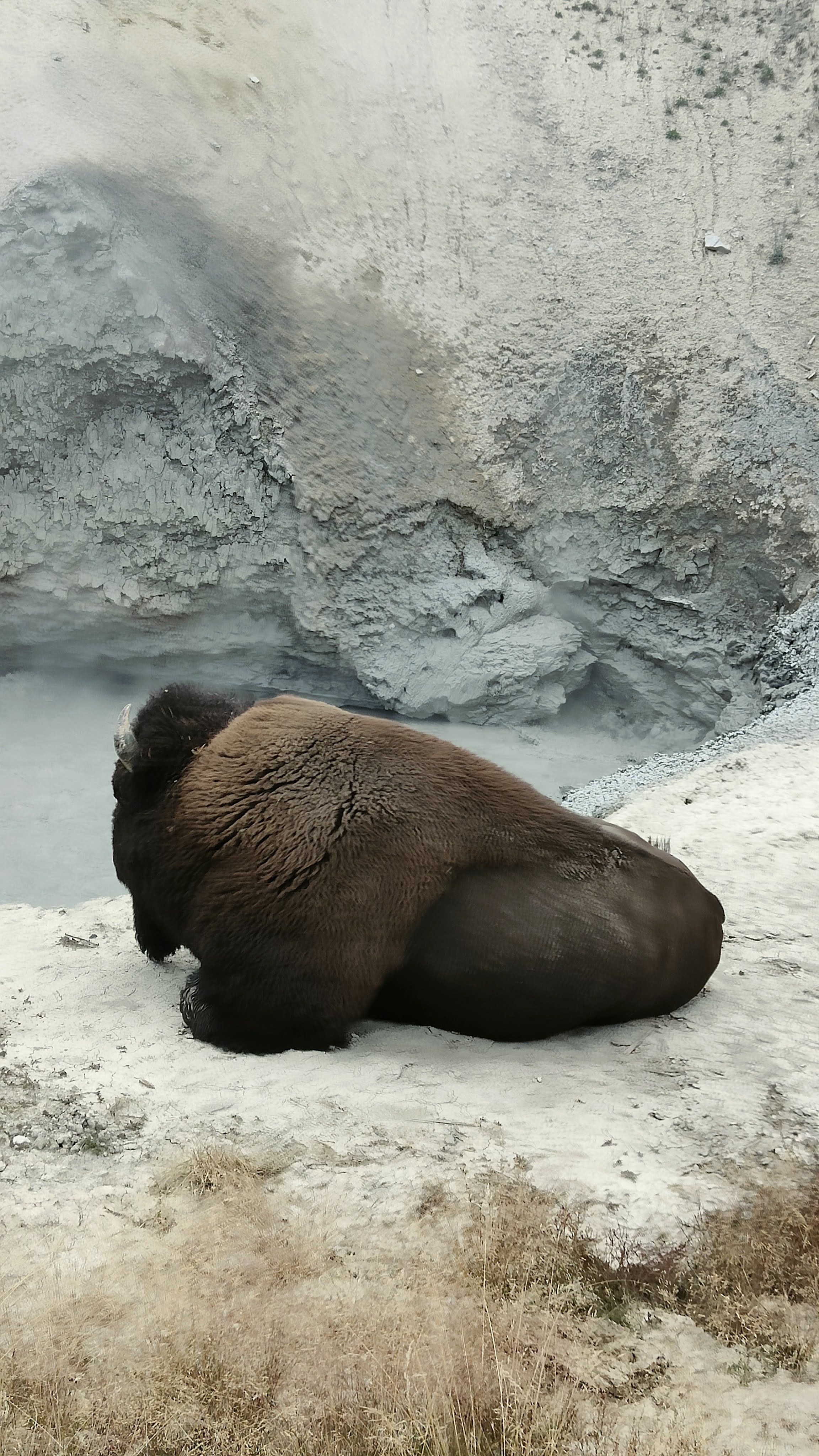 Bison sur Mud Volcano
