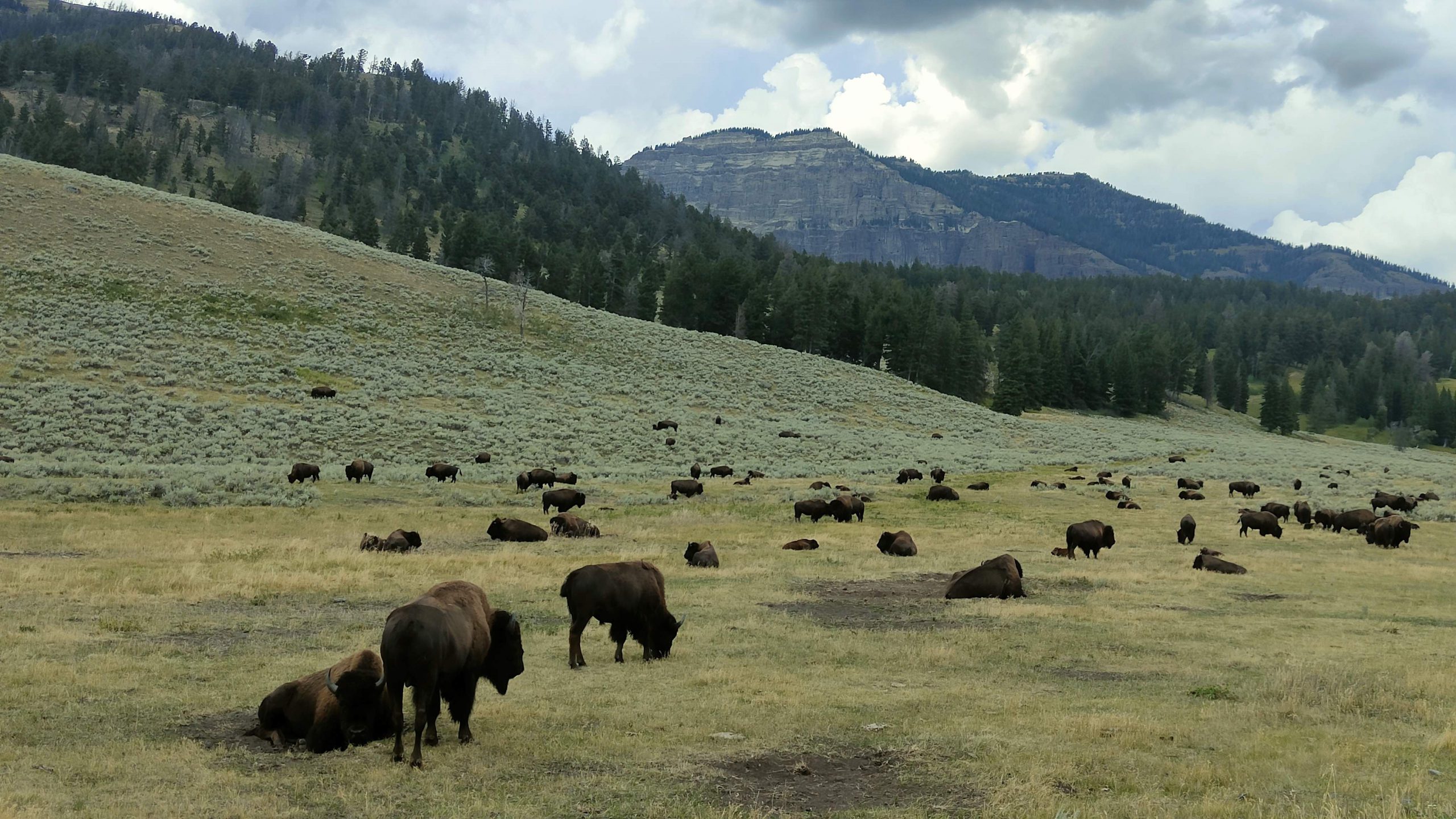 Lamar Valley