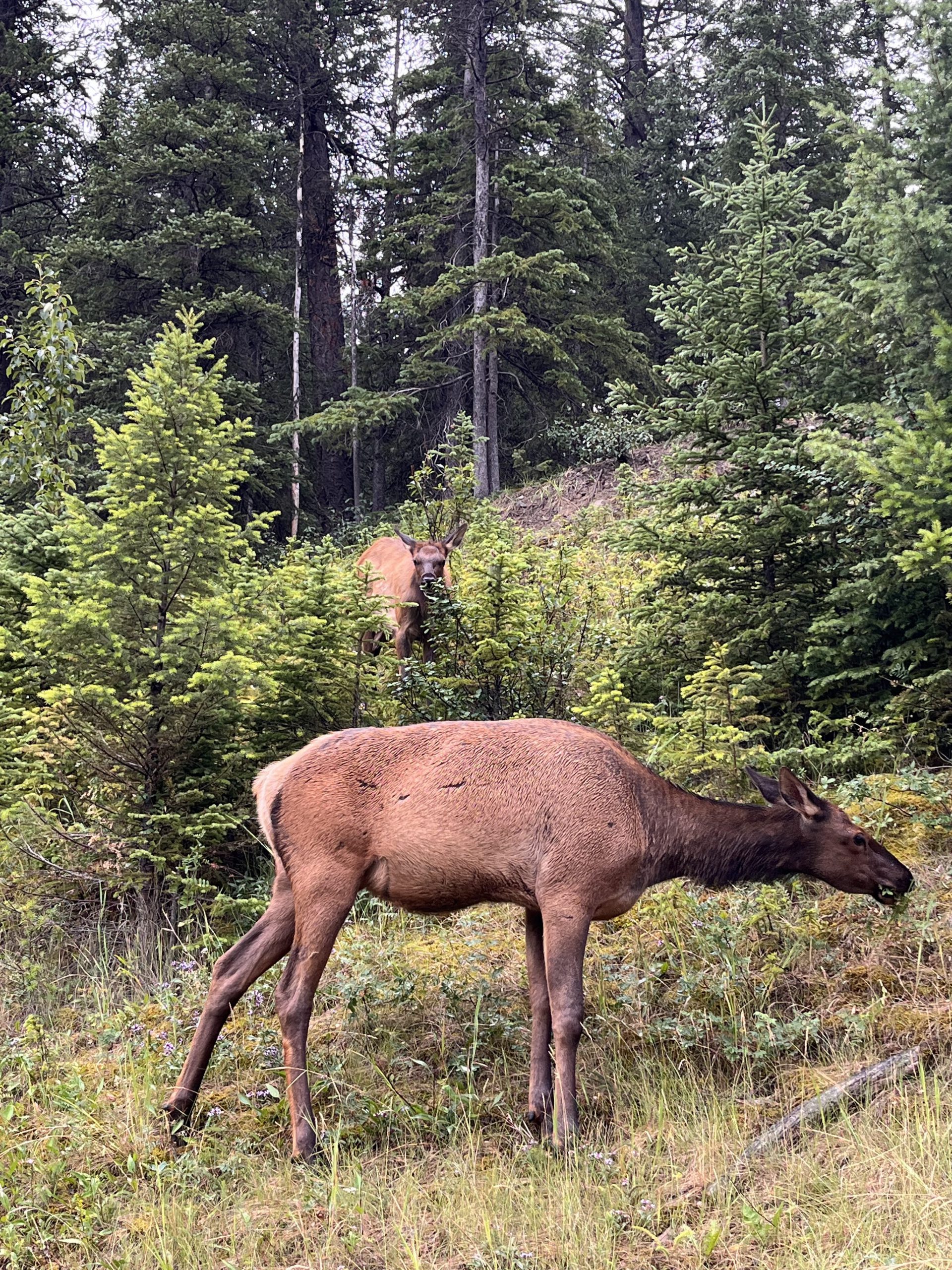 Banff