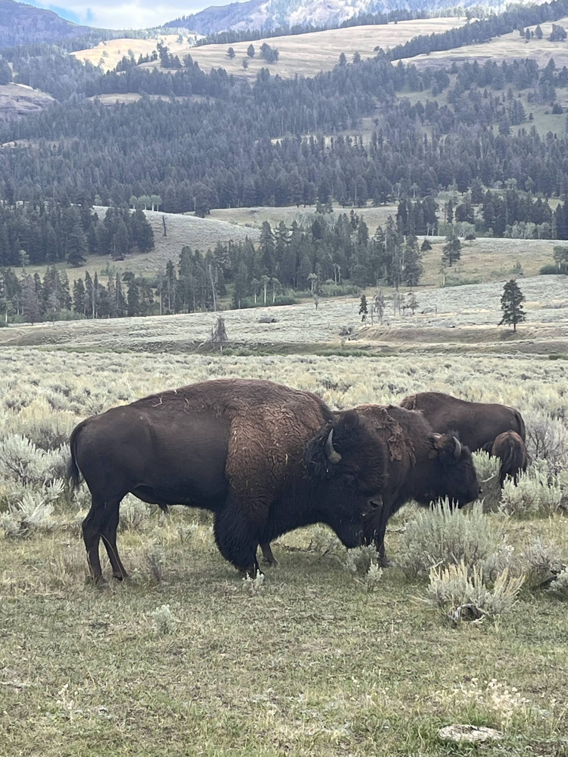 Lamar Valley