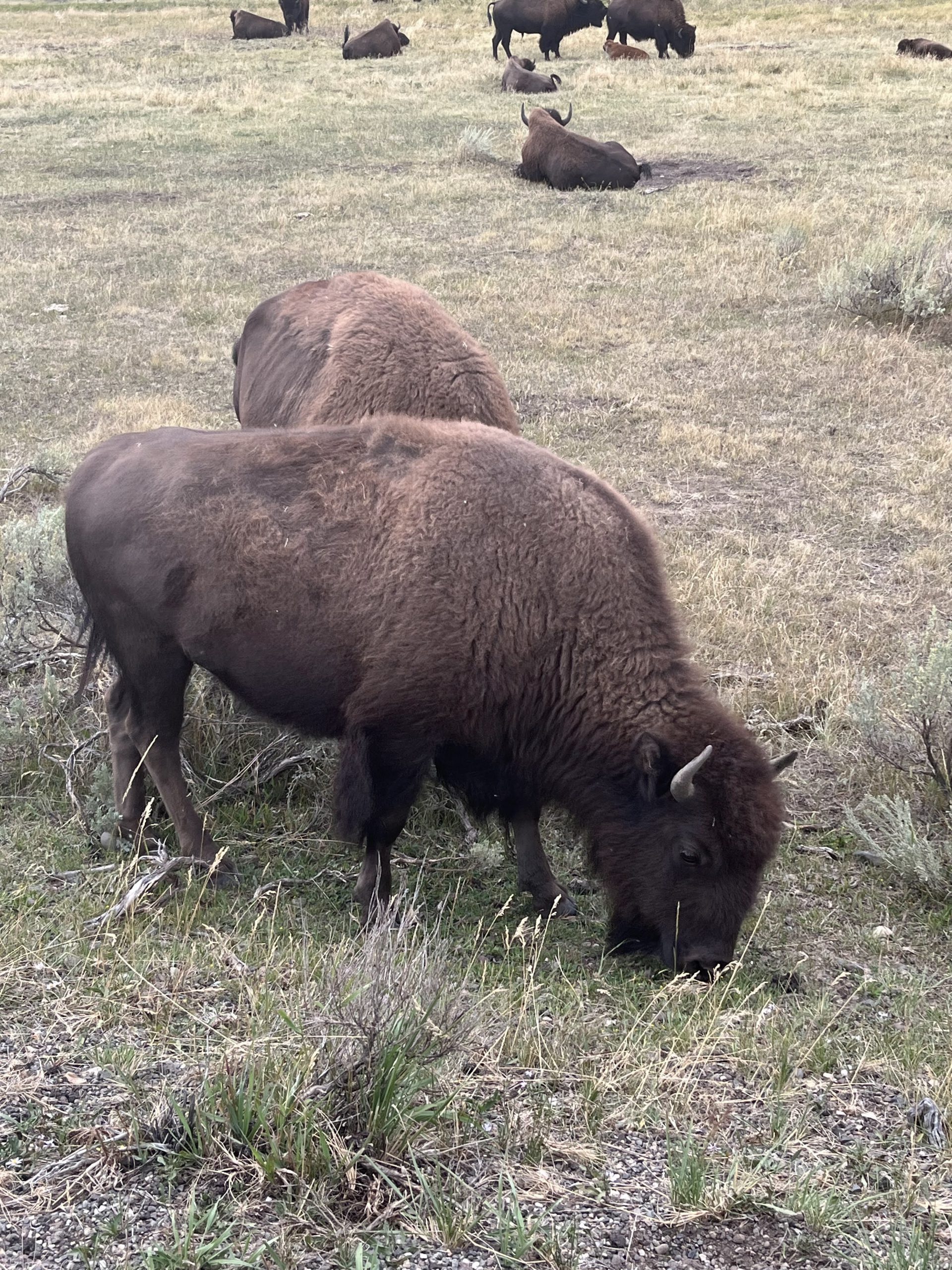 Lamar Valley