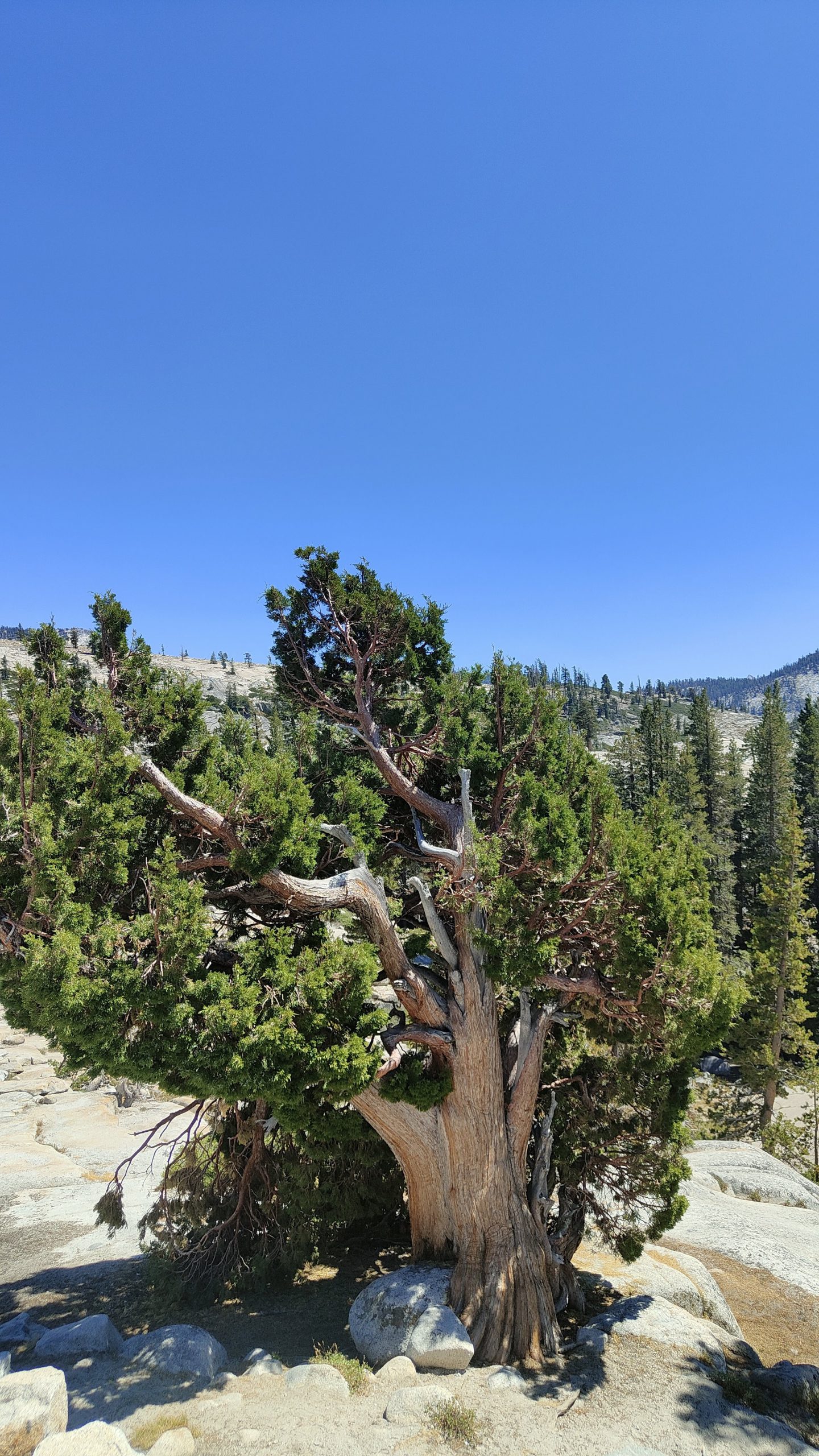 Olmsted Point