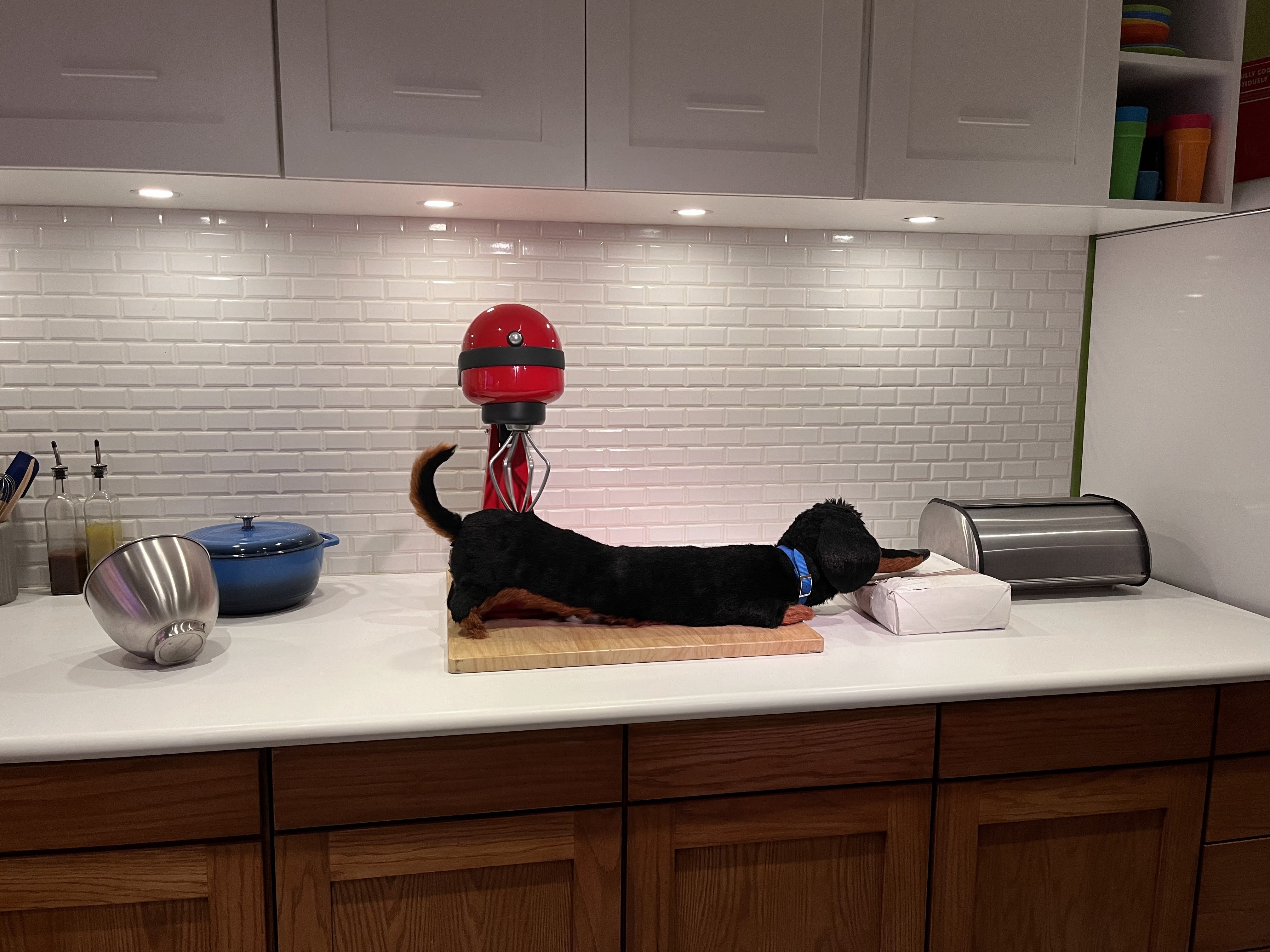 The Secret Life of Pets: Off the Leash