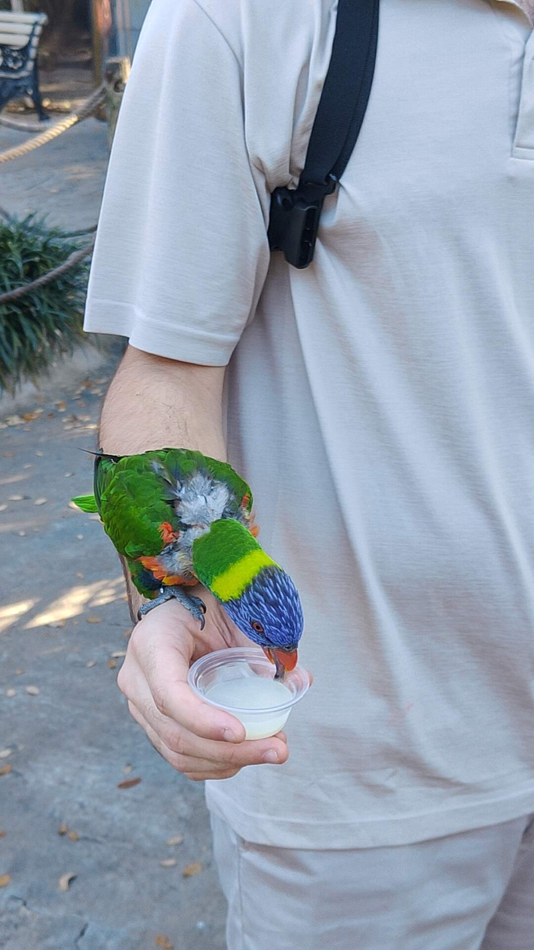 Lory Landing à Busch Gardens