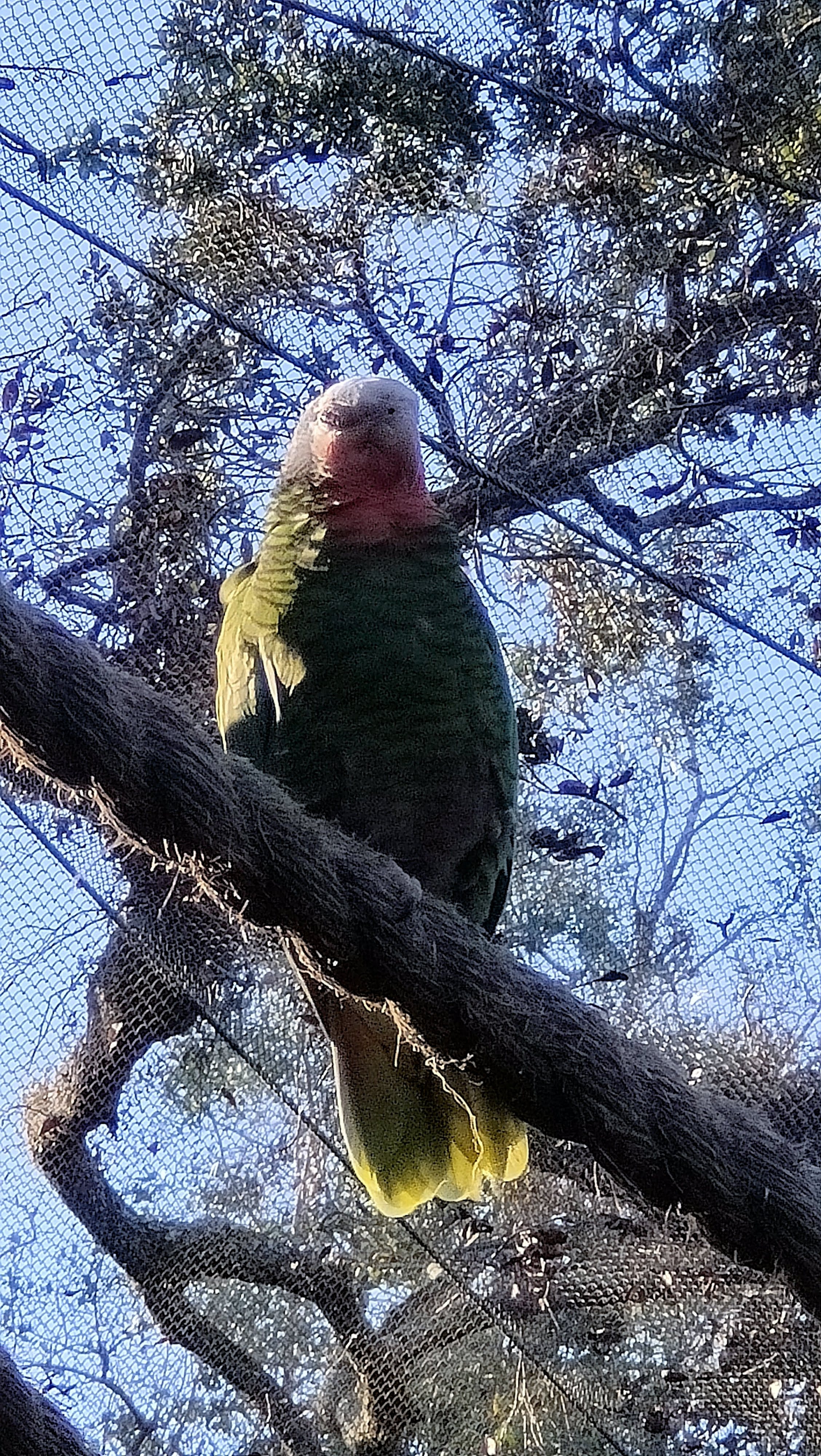 Lory Landing à Busch Gardens