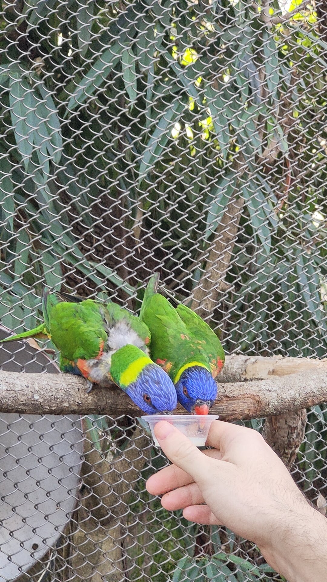 Lory Landing à Busch Gardens
