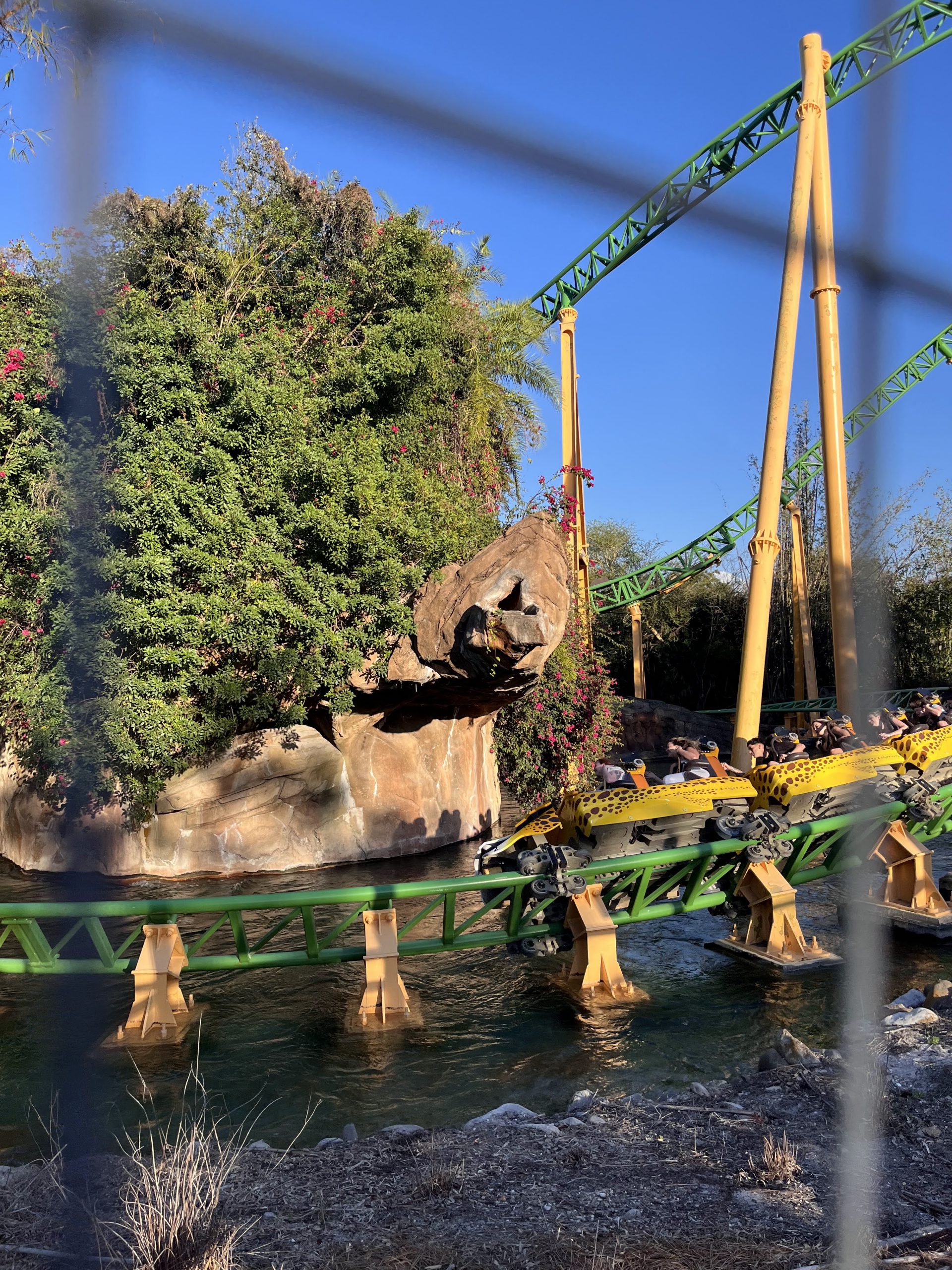 Cheetah Hunt à Busch Gardens