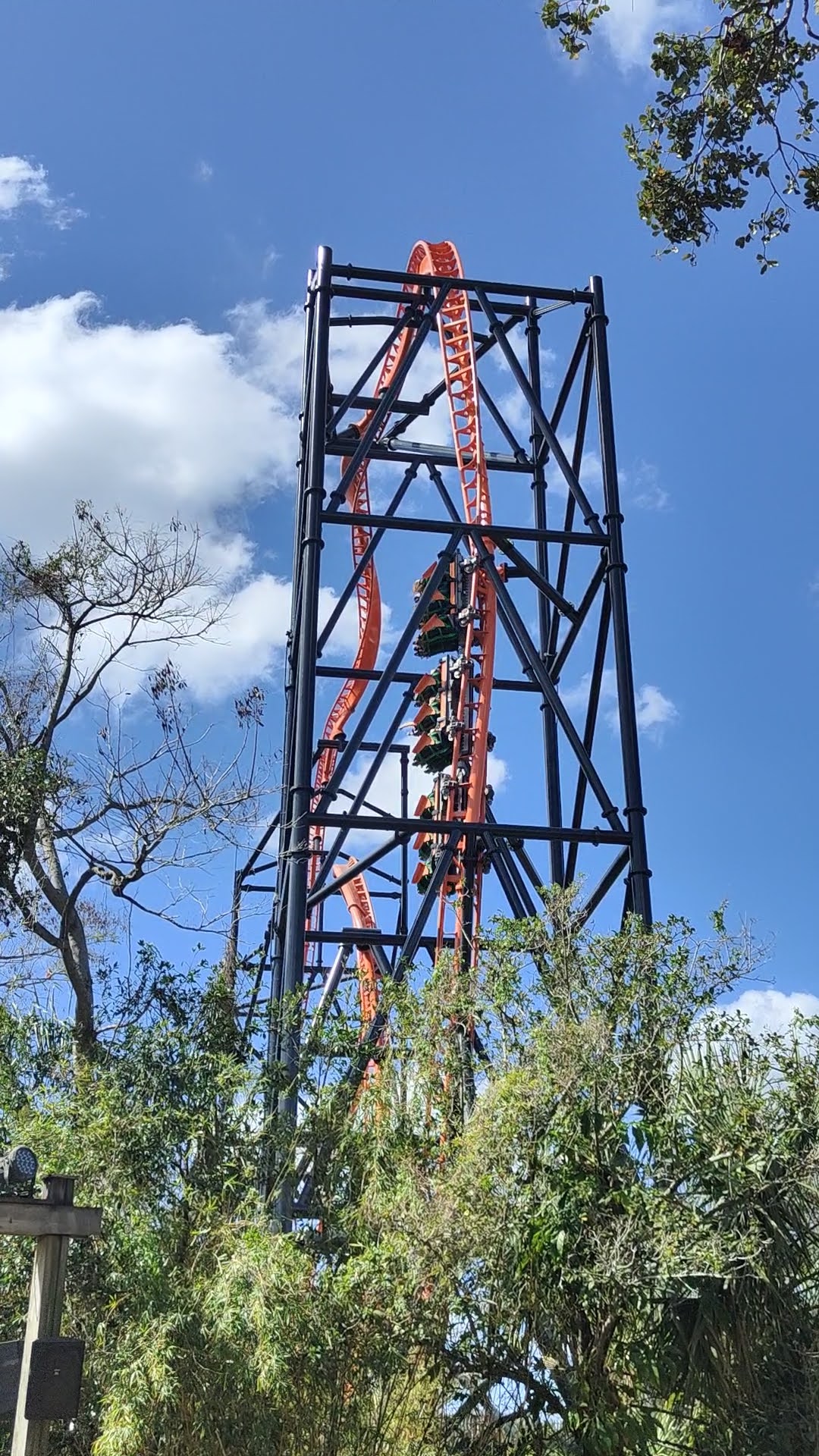 Tigris à Busch Gardens
